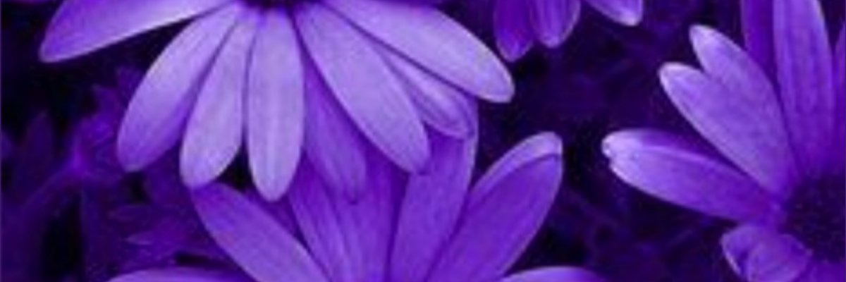 💜Violet💜 cover