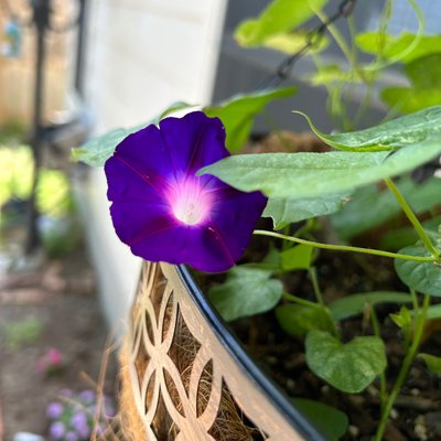 Morning glory