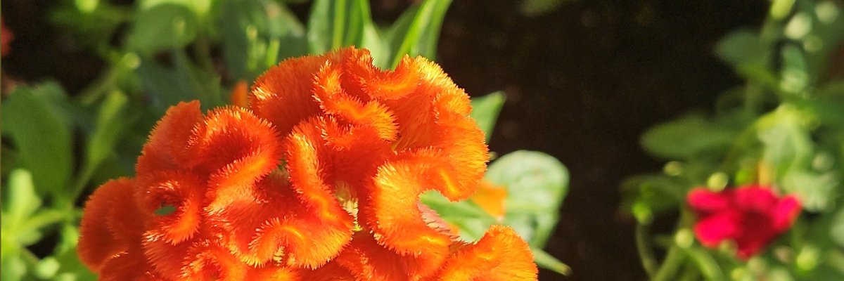 WildFeetGoddess cover