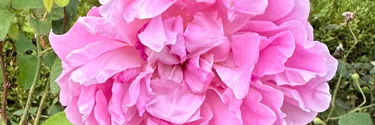 Venus Rose cover