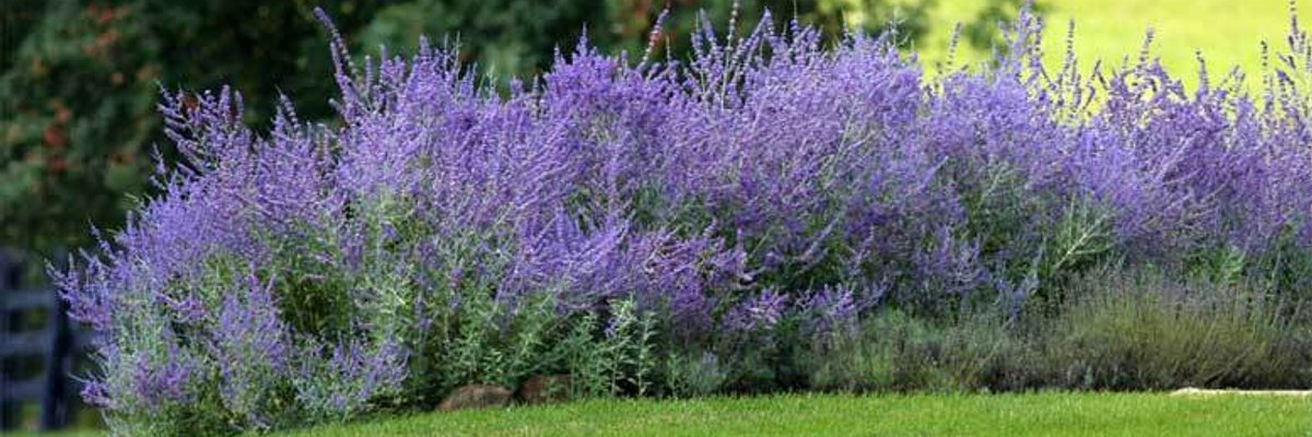 wild sage 🌱 cover